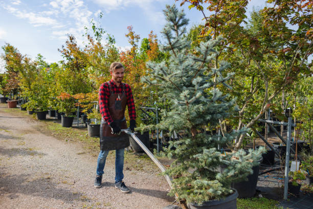 How Our Tree Care Process Works  in Halfway, MD